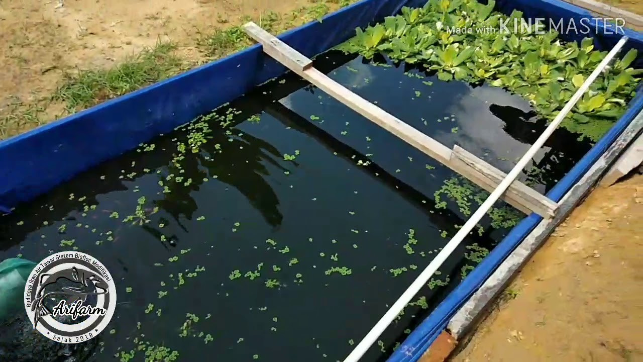 Budidaya ikan Nila pada sistem Biofloc Modifikasi - YouTube