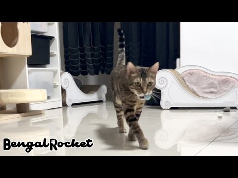 ボール遊びに強いこだわりのある猫【ベンガル/スフィンクス猫】