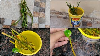 Grow money plant in water | Grow money plant faster in water and soil | Grow plant from cutting