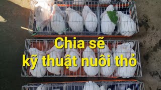 Trại thỏ tỷ đô-chia sẽ kỹ thuật chăn nuôi thỏ cùng bà con