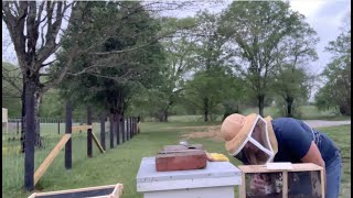 Mountain Sweet Honey Company Package Bees Pickup and Install