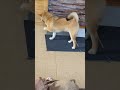 柴犬の歯が抜ける瞬間