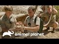 Robert logra ver una serpiente de cascabel por primera vez | Los Irwin | Animal Planet