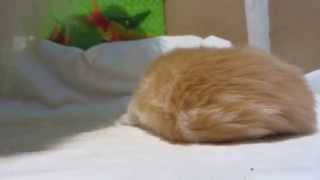 Kitty cat paws less.Котенок меньше лапки кошки. Kitty cat paws less.Котенок меньше лапки кошки.