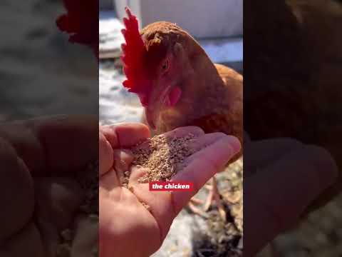 How To Turn Chicken Feed Into Goldfish Feed