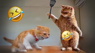 Funny Dog And Cat Videos  Funniest Animals #16