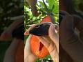 From Seed To Harvest Grow Your Own Mamey Sapote Gardeningtips Fruitgarden Homegrown