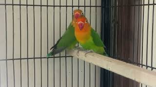New Addition Say MashaAllah #lovebirds #parrot #birds #birdslover #parakeetworld