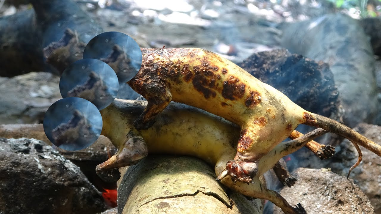 KIẾM ĂN TRONG RỪNG, TRẢI NGHIỆM NGỦ RỪNG, CUỘC SỐNG HOANG DÃ - P31