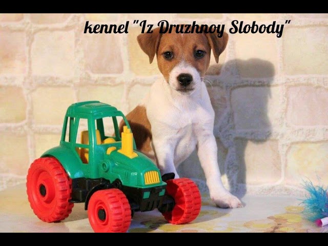 Джек Рассел терьер. Щенки. Продажа. Питомник. +7 904 650-19-96 (WatsApp, Viber), +7 920 902-57-95