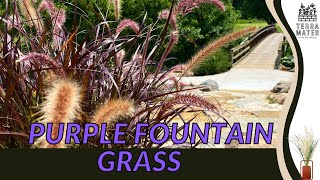 PURPLE FOUNTAIN GRASS Information, Description & More! (Pennisetum setaceum 'Rubrum')