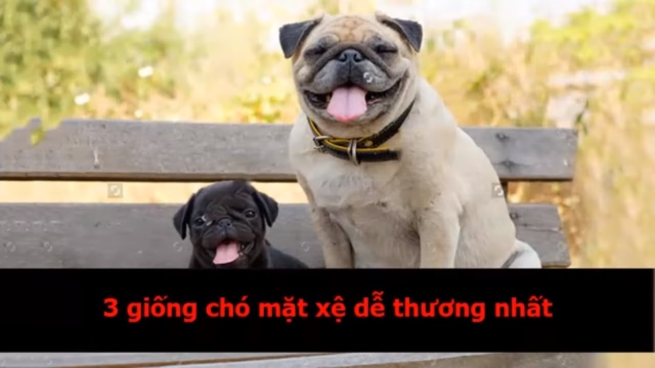 3 giống chó mặt xệ dễ thương nhất - YouTube