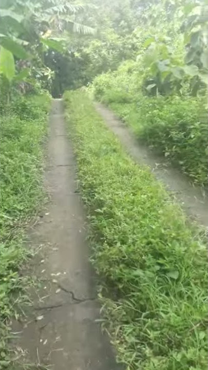 Tanah 1,6 Milyar (SHm 4 hektar) bendosari ,kademangan kab blitar ( 081237844655)