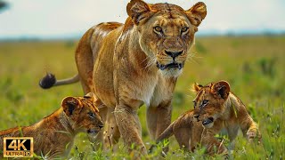 โลกของเรา | สัตว์ป่าแอฟริกัน 4K - การอพยพครั้งใหญ่จากเซเรนเกติไปยังมาไซมารา เคนยา #69