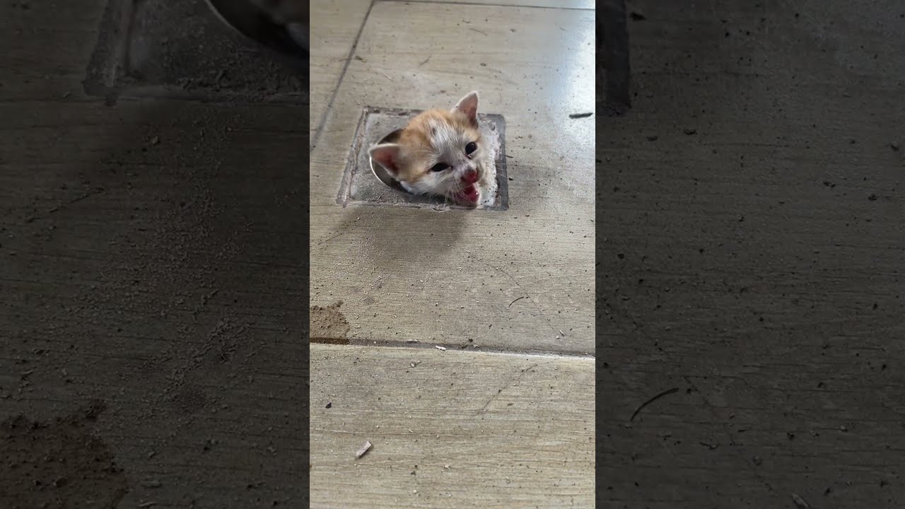 Stray Kitten Rescued From Drain Pipe ViralHog