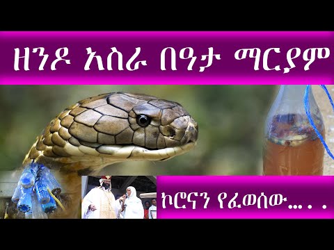 ቪዲዮ: የቤት ውስጥ ዘንዶ ድራካና - በመቁረጥ ማሰራጨት