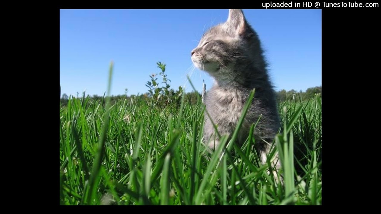 [free] iayze x jace! x ambient x sample type beat “its ok