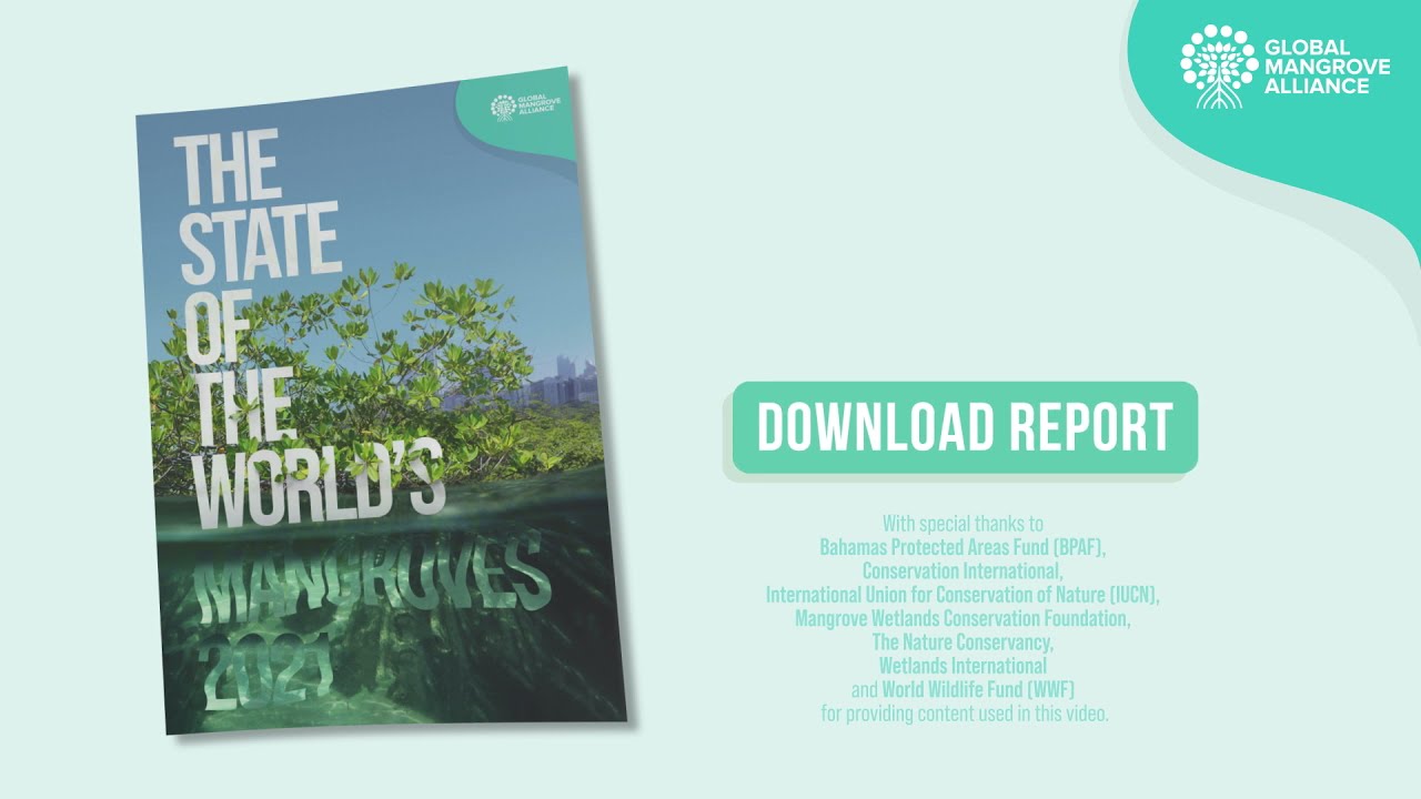 The State of the World's Mangroves | Global Mangrove Alliance