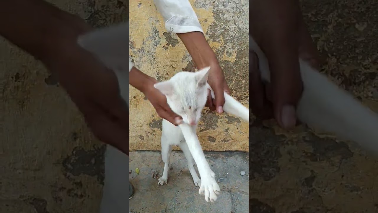 duty duty download 😺😘