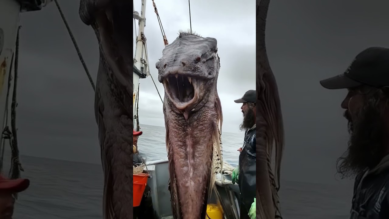 This Rare Sea Creature Is So Huge Scientists Can’t Explain It!