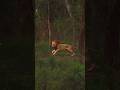 1 جب جنگل دہل اٹھا شیر نے کیا گیدڑ پر خطرناک حملہ Lion شیر Wildlife Animals Lionking 
