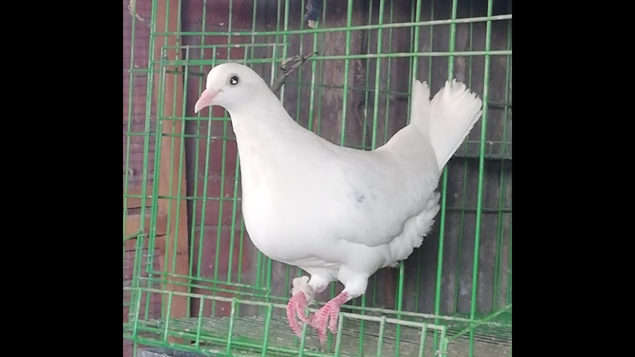 خليك حريف تربية حمام وتابع معانا ان شاء الله تستفيد