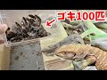 【10匹のオオトカゲ】に100匹のゴキブリを用意して食べさせてみると...ジュラシックパークでした【サバモニランド】