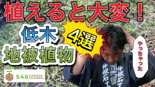 植えると大変な低木地被植４選　造園のプロが、一般家庭には植えて欲しく無い低木地被を紹介。植えて後悔する前に、是非ご自宅の植木選びの参考にしてください。