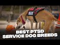 10 Best Service Dog Breeds for PTSD and Anxiety