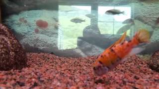 Labeotropheus Trewavasae M Cat