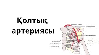 картинка: ҚОЛТЫҚ АРТЕРИЯСЫ.