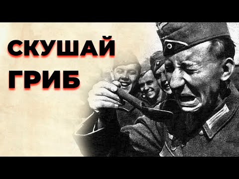 Видео: Бледная поганка как детектор лжи: зачем пленных немцев кормили грибами