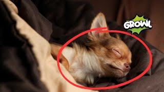 Why Does My Dog Growl at Me at NIGHT? Unveiling the Nighttime Growl by Dog Training Advice Tips 198 views 8 days ago 6 minutes, 7 seconds
