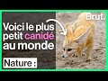 Le fennec plus petit canid au monde