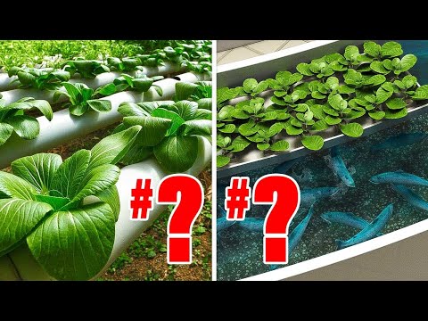 Video: Hvilket er bedre hydroponics eller aquaponics?