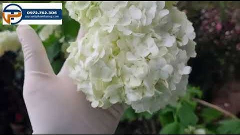 Hoa cẩm tú cầu thân gỗ | Bán cây cẩm tú cầu thân gỗ