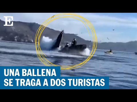 EEUU: El momento en el que una ballena se traga a dos turistas que hacían kayak y luego las escupe