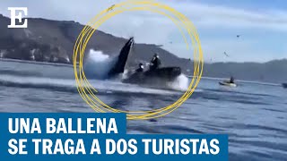 EEUU: El momento en el que una ballena se traga a dos turistas que hacían kayak y luego las escupe