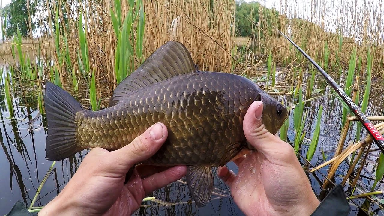 Ловля карася в камышах. Ловля крупного карася в камышах. Два карася в камышах. Два карася в камышах ранней весной. Как сделать окно в камыше для ловли карася.