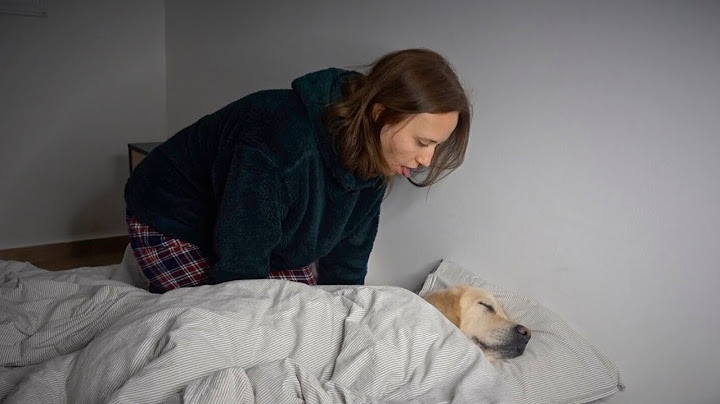 If People Acted Like Dogs / What Does a Golden Retriever Do at Night?
