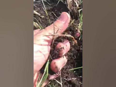 Алфос против Кротов, муравьев - YouTube