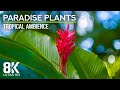 8K Relaxing Tropical Ambience - Exotic Flowers in Bloom &amp; Sounds of Tropical Birds