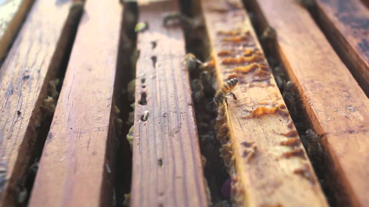 Golden Hour Bee Removal