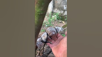 Chiết cành mận xanh đường Sóc Trăng