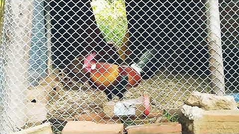 Gà rừng rặc được thuần hóa đã gáy|Gà Rừng Miền Núi