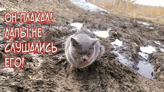 Кот ждал смерти в грязи и не мог идти | от боли в лапах он плакал |Saving a stray cat