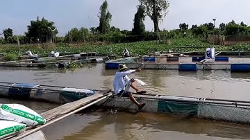 Câu Cá Tra Bè Cùng Em Đạt Và Cách Bắt Hugo Bá Đạo # SĂN BẮT ĐỒNG THÁP #