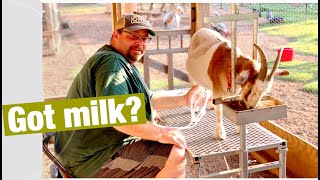 Milking Nigerian Dwarf Goats | by Hand and with a Pump