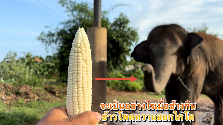จะเป็นอย่างไรเมื่อช้างกินข้าวโพดหวานญี่ปุ่น😱🐘