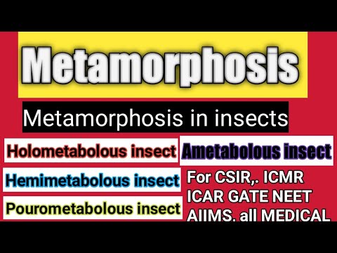 वीडियो: हेमिमेटाबोलस कीट क्या है?
